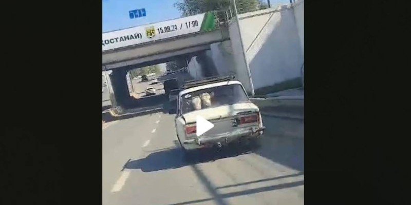 Семейде сиырларды «жигулиге» тиеп алған ер адам анықталды.