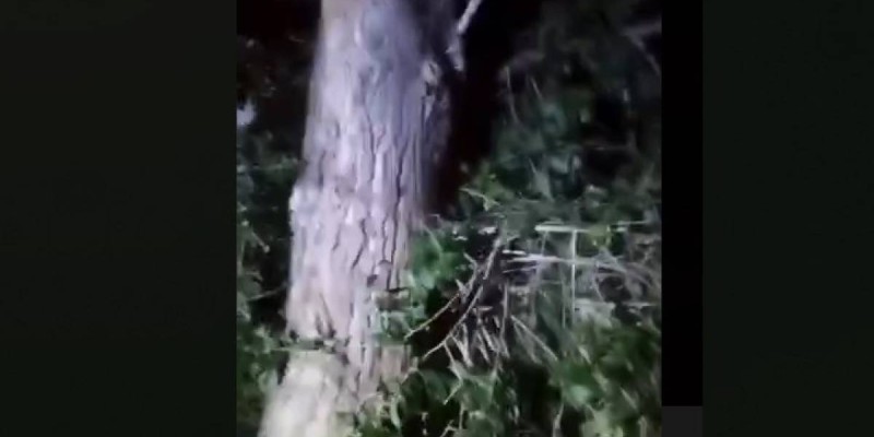 3 қабаттан құлаған әйел ағашқа ілініп қалды.
