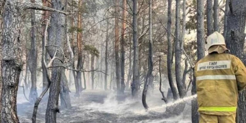 Қостанайда орман шаруашылығының басшысы қамалды.