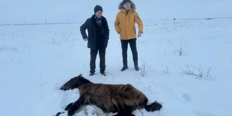 Жаңаарқа жайылымында өлген жылқылар базада тіркелмен.