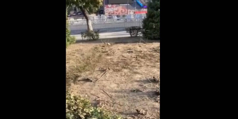 Алматыдағы концерт кезінде 94 мың түп гүл талқандалды.