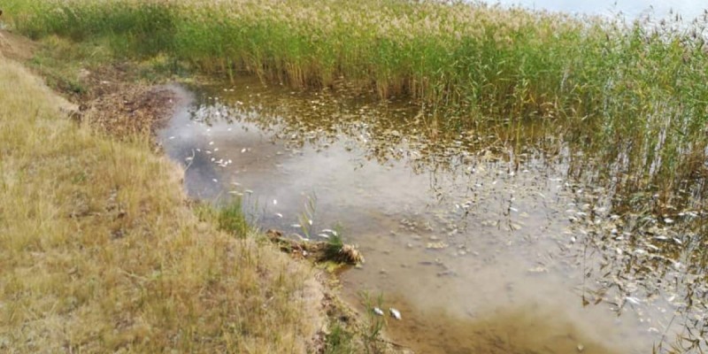 Еліміздің солтүстігіндегі көлде балықтар қырылып жатыр.