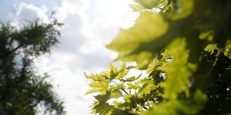 Аптап ыстық болады: 26 тамызға арналған ауа райы болжамы