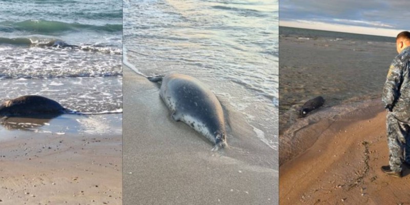 Каспий жағалауынан жүздеген өлі итбалық табылды