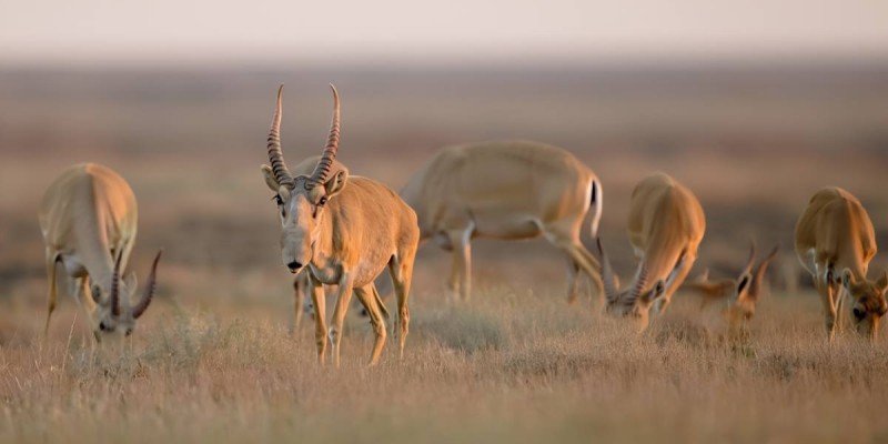 Киіктердің еті супермаркеттерде сатыла бастайды – министрлік