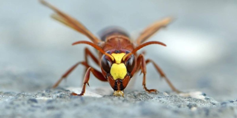 Арақ ішсе де, мас болмайды: Ғалымдар ерекше жәндікті тауып, ғылыми жаңалық ашты