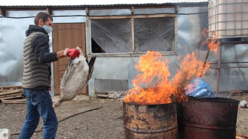 СҚО: Індет құс шаруашылығын тұралатып тастады.