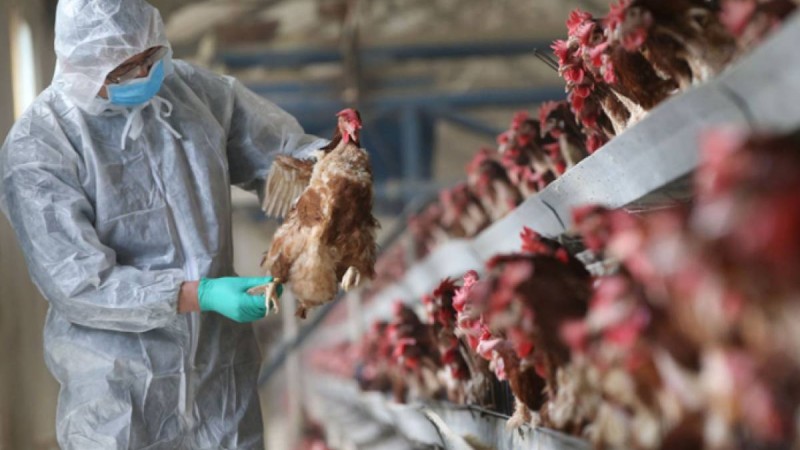 Солтүстік Қазақстанда құс қырылып жатыр.