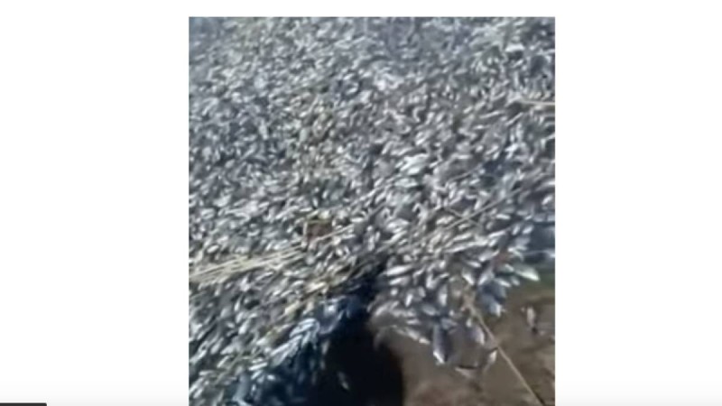 Ойыл өзенінде бес тонна балық қырылып қалған (видео).