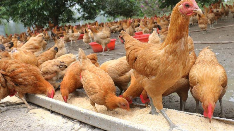 АШМ: Құс тұмауының қарқыны басылды.