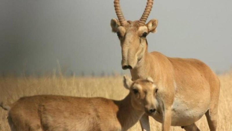 Браконьерлер Қарағандыда 72 киік атып кеткен.