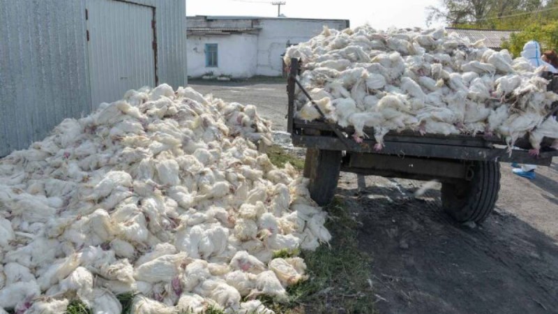 ҚР АШМ: Құс тұмауы бойынша өтемақы төлене бастады.