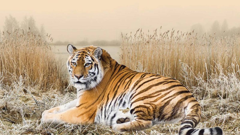 Home — Indonesian Women Alliance.