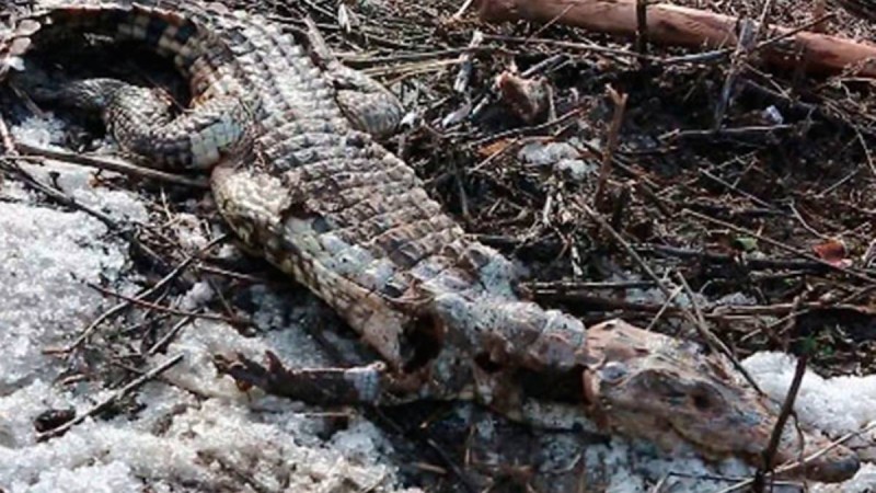 Ертіс өзенінің бойынан қолтырауын табылды.