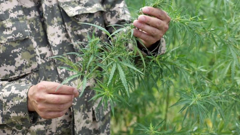 Канада қарасораны ұстау мен пайдалануды заңдастырған екінші ел атанды.