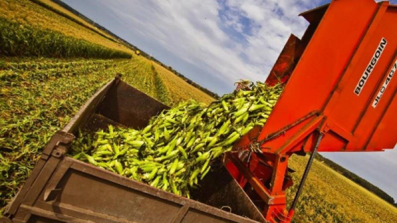 Биыл Жамбылдық дихандар жүгеріден мол өнім жинады.
