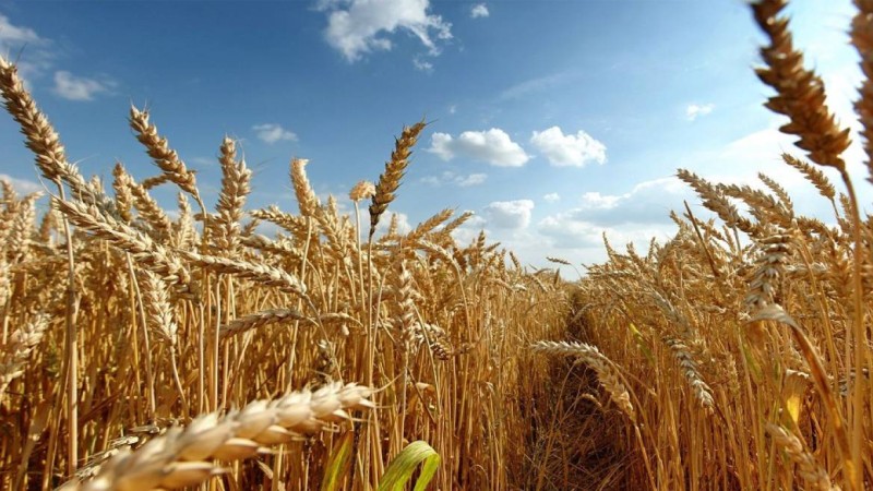 Қазақстан биыл 40 елге бидай сатпақшы.