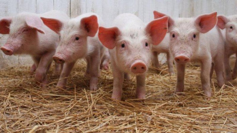 Министрлік шошқа шаруашылығына қатысты ақпарат таратты.