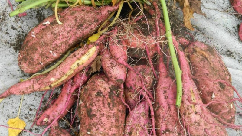 Кореядан келген ерекше картоп Қазақстанда автомобильдерге отын ретінде қолданылады.