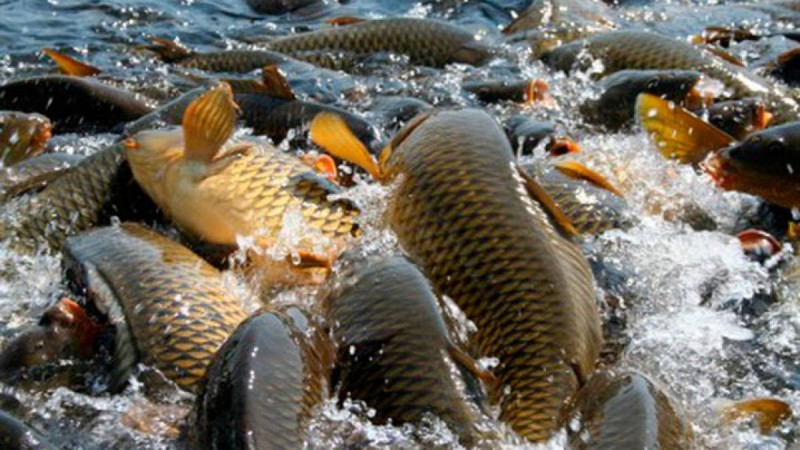 Сапалы балықты қайдан алуға болады?.