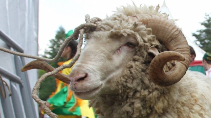 Құрбандыққа арналған малды қалай сойған дұрыс?.