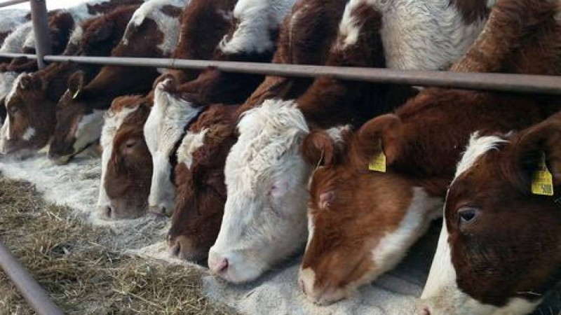 Қазақстан мал экспортына тыйым салды.