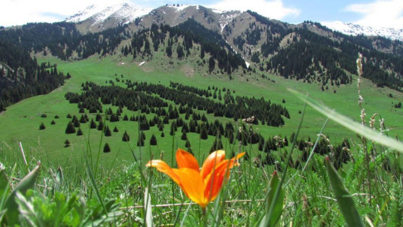 Президент Көкжайлау жобасын іске асыруға тыйым салды.