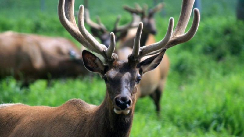 Ресейде хайуанаттар бағындағы бұғы қызметкерді сүзіп өлтірді