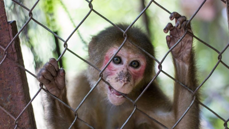Қазақстанда хайуанаттар бағы мен цирктерді жабу жөнінде петиция пайда болды