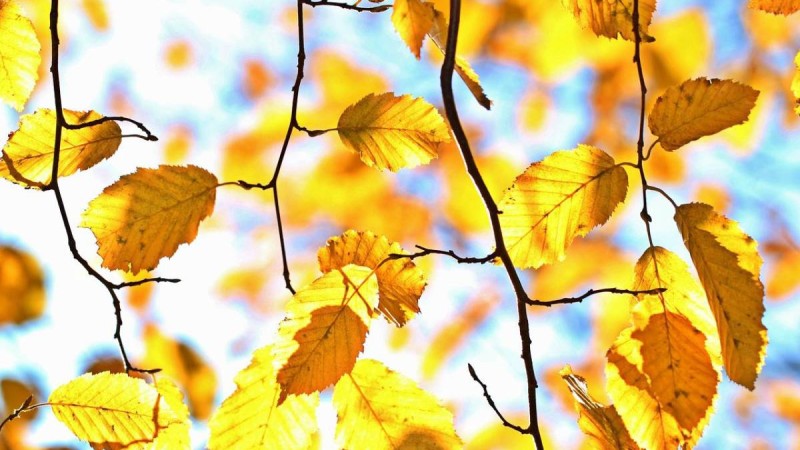 9 қазанға арналған ауа райы болжамы