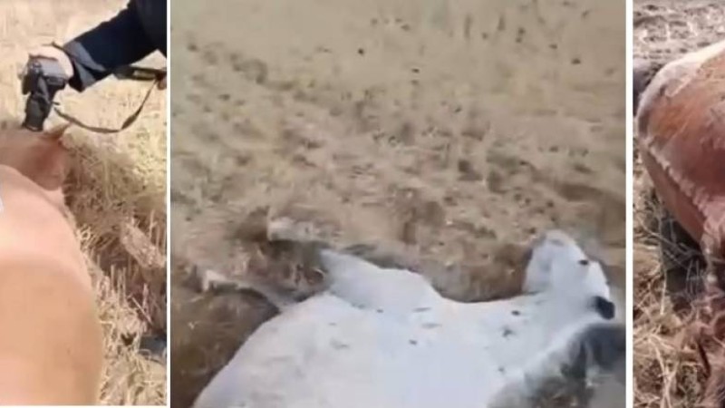 Фермер өз алқабына кіріп кеткен 17 жылқыны атып тастаған