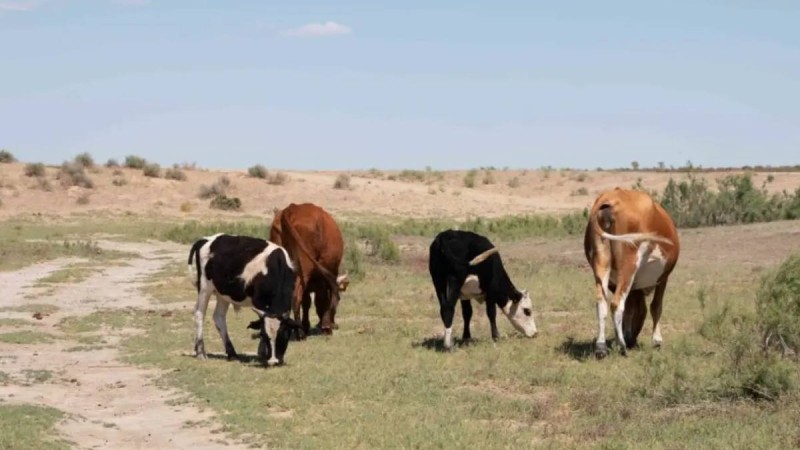 Елдің оңтүстігінде әкімдер жерді заңсыз таратқан