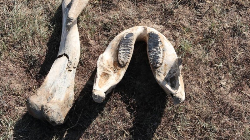 Ақмола облысында мамонт сүйегі табылды