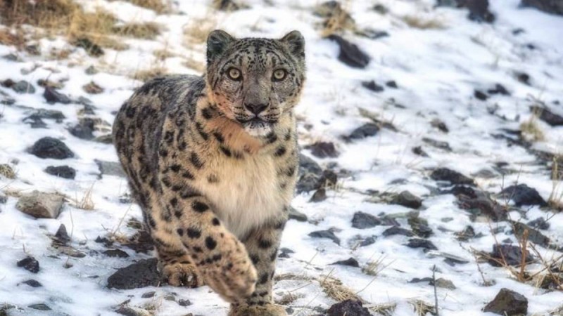 Қар барысы Қырғызстанның ресми символы болып бекітілді