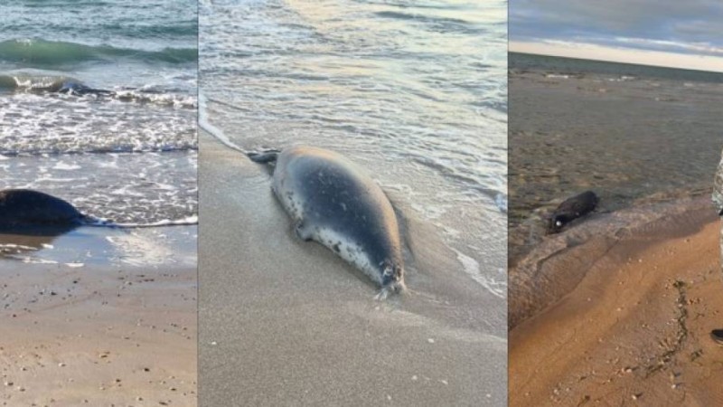 Каспий жағалауынан жүздеген өлі итбалық табылды