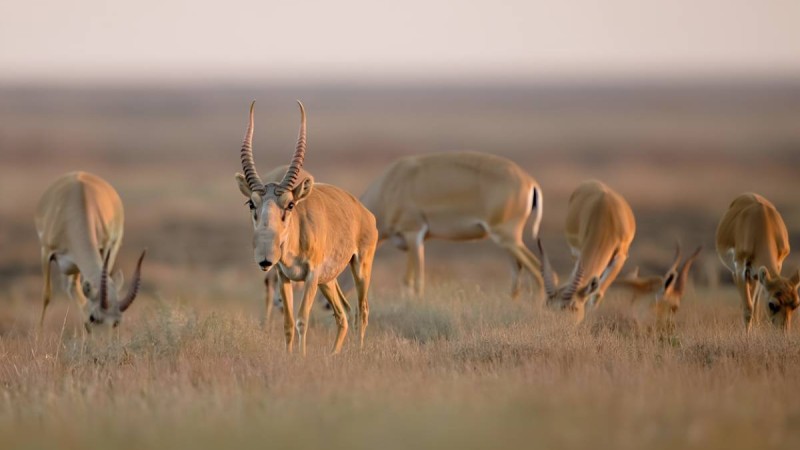 Киіктердің еті супермаркеттерде сатыла бастайды – министрлік