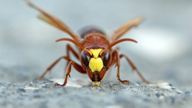 Арақ ішсе де, мас болмайды: Ғалымдар ерекше жәндікті тауып, ғылыми жаңалық ашты