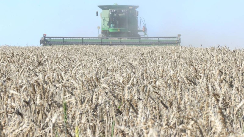 Қостанай облысында дән өңдеу көлемі артып, экспорттық қуаттар кеңеюде