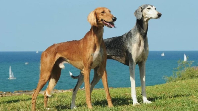 Тазыларды кімдер және неге атып жатыр?