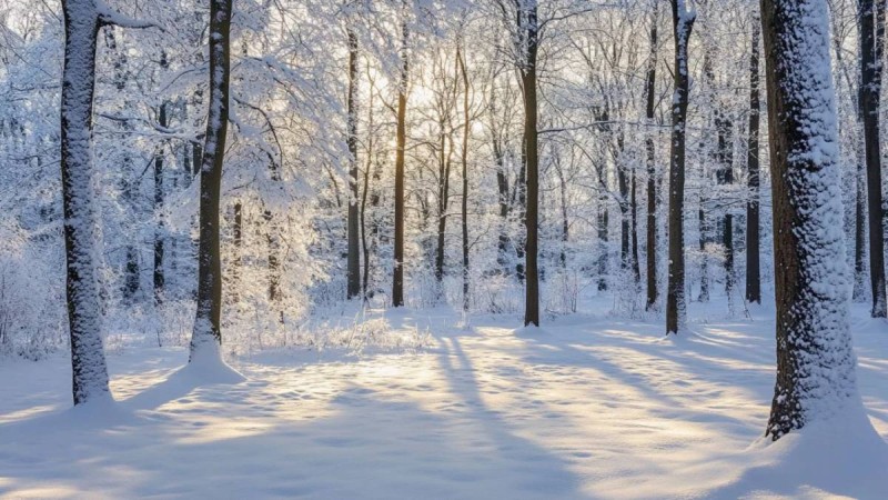 Петропавл маңындағы орманда үсіп қалған 18 жастағы жігіттің денесі табылды