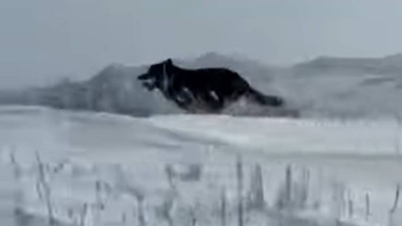 ШҚО-да аңшылар сирек кездесетін қара түсті қасқырды атып тастады