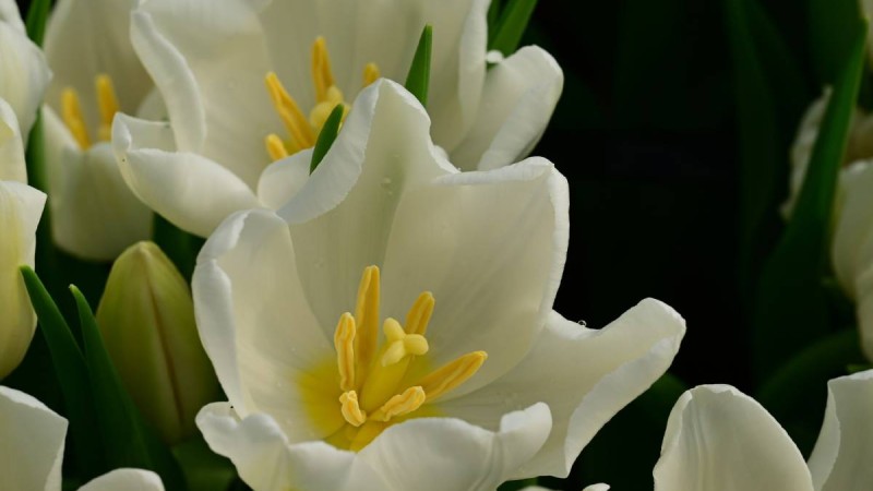 Абайлаңыз! 8 наурыз қарсаңында алаяқтар белсенді бола түседі