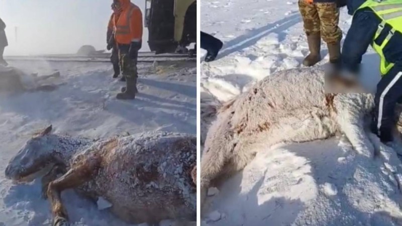 Ақмола облысында пойыз бір үйір жылқыны қағып кетті