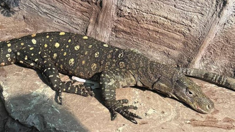 Алматы хайуанаттар бағына Жаңа Гвинеядан алып кесірткелер әкелінді