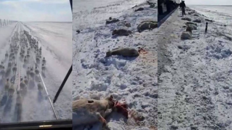 Қазақстанның солтүстігінде пойыз киіктер үйірін қағып кетті