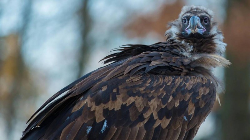 Қазақстаннан ұшқан қарақұс Үндістанда сұмдық жағдайға тап болды