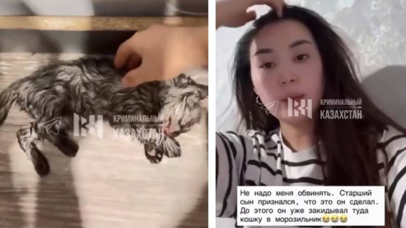 Мысықты кір жуғыш машинаға салып өлтірген. Анасы өз ұлын айыптады