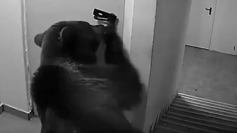 Аю қонақүйге кіріп кетіп, демалушылардың зәресін алды (Видео)