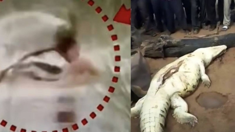 Қолтырауын 12 жастағы баланы туыстарының көз алдында жеп қойды (ВИДЕО)