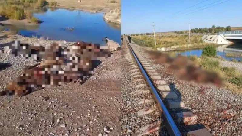 Жамбыл облысында жүк пойызы 70 қойды басып кетті